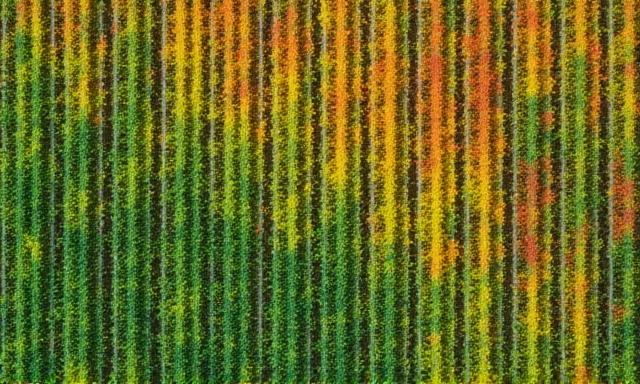 Analisi multispettrale di campi agricoli visualizzata su tablet